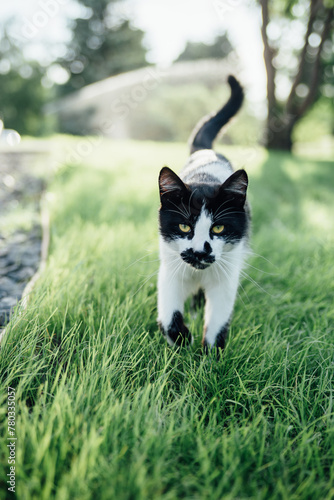 Close up portrait of cat walking in grass outdoors in summer photo