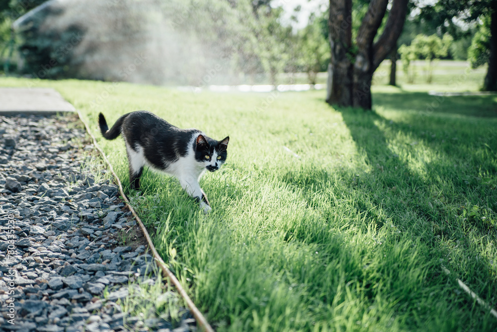 Black and white cat walking through sunny yard outdoors in summer Black and white cat walking through sunny yard outdoors in summer