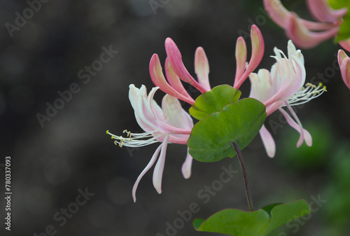Climbing shrub, type species of the genus Honeysuckle, family Honeysuckle.