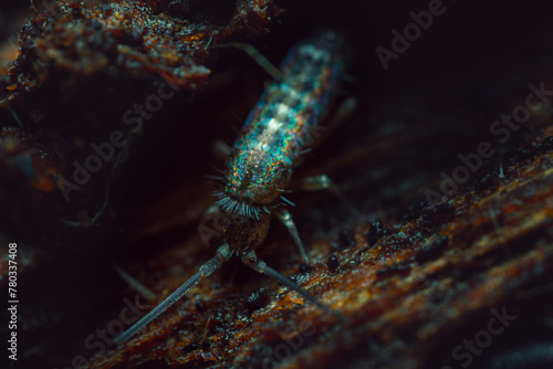 Springtails (Collembola) form the largest of the three lineages of modern hexapods 