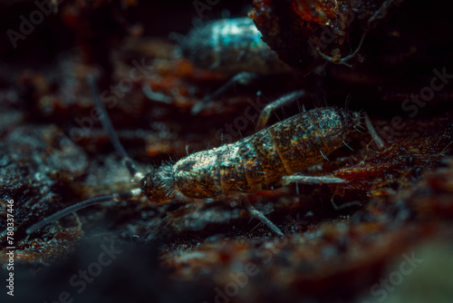 Springtails (Collembola) form the largest of the three lineages of modern hexapods 