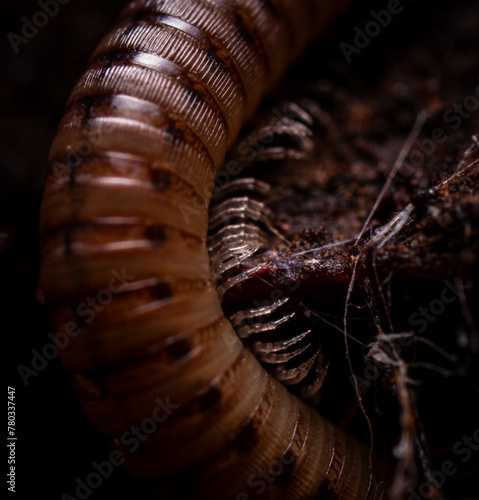 Feet of centipede / millipede, dark and moody