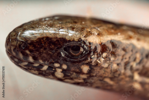 close up of an eye of a snake, Blindschleiche, Anguis fragilis