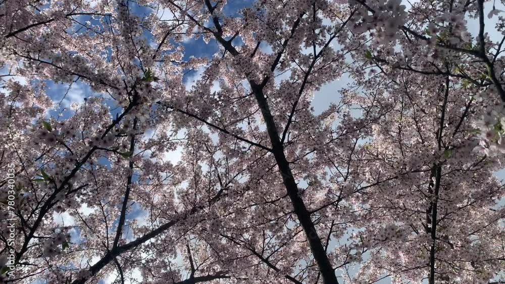 Flowering cherry tree looking upwards into the canopy in spring time in England. Nature background and abstract colours UK 4K Flowering cherry tree looking upwards into the canopy in spring time in England. Nature background and abstract colours UK 4K