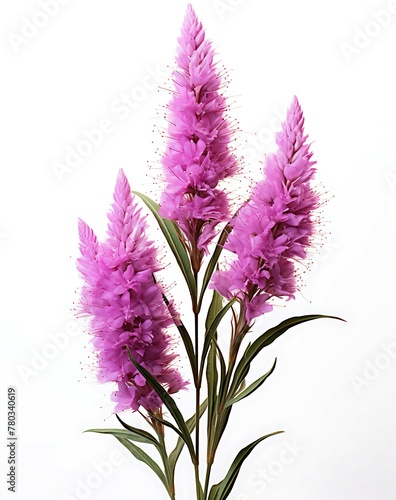 Purple liatris flower isolated on white background  Perfect for Poster  Greeting Cards  Pattern Designs and background