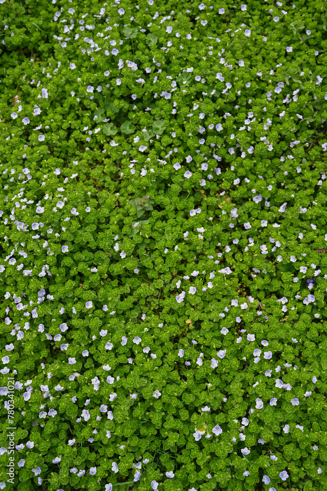 park spring flowers and young grass park spring flowers and young grass