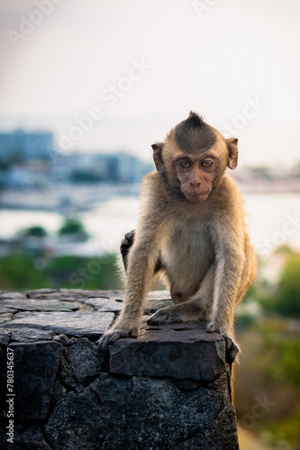 Little Asian monkey sitting on a rock, outdoors. © Pongsakorn