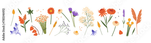 Wild and garden flowers set. Different wildflowers, meadow plants. Dry and fresh herbs: gypsophila, lavender. Floral, botanical decoration. Flat isolated vector illustrations on white background