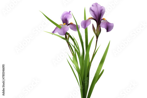 Purple Flowers in Vase on White Background. On a White or Clear Surface PNG Transparent Background.