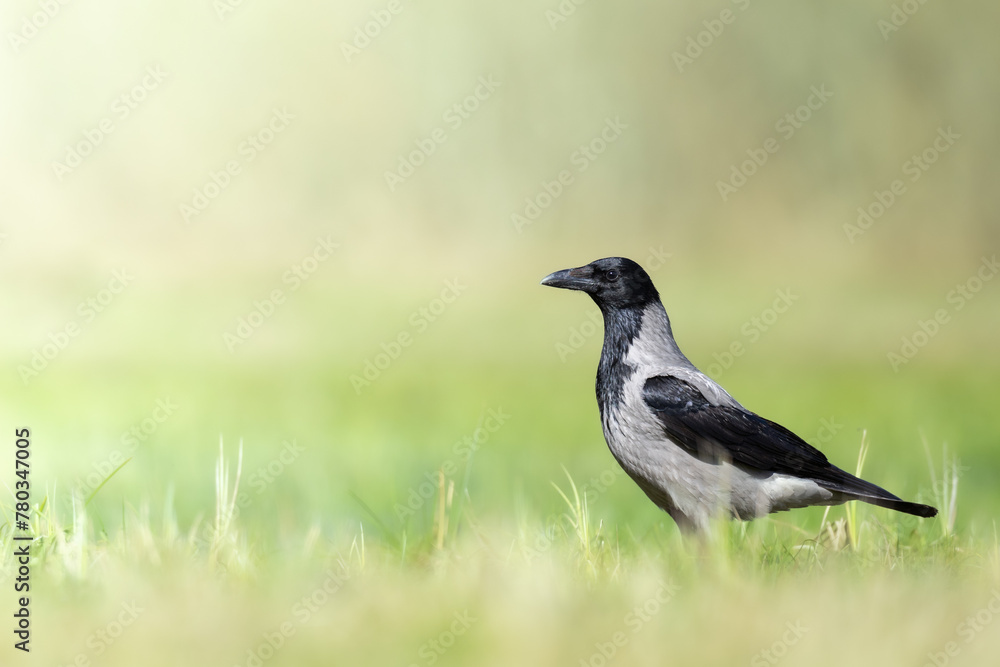 Bird - Hooded crow Corvus cornix in green meadow spring background Poland Europe Bird - Hooded crow Corvus cornix in green meadow spring background Poland Europe