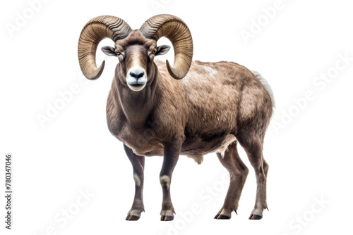 Majestic Ram With Large Horns Against White Background. On a White or Clear Surface PNG Transparent Background. photo