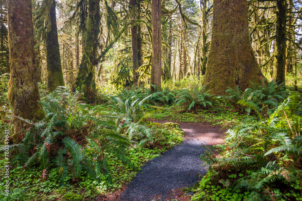 Fototapeta premium The Trail Around the Moss Covered Quinault Rainforest in Olympic National Park, Spring Time, Washington State