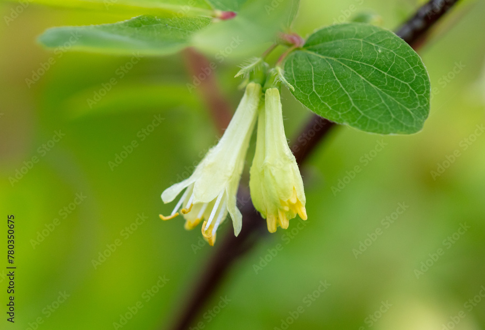 Flowers of the honeysuckle plant in nature. Close-up Flowers of the honeysuckle plant in nature. Close-up