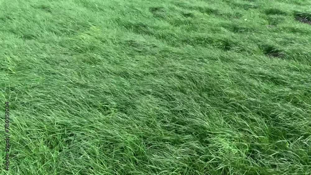 Farm field in England with green grass blowing in the wind. Farm field in England with green grass blowing in the wind.