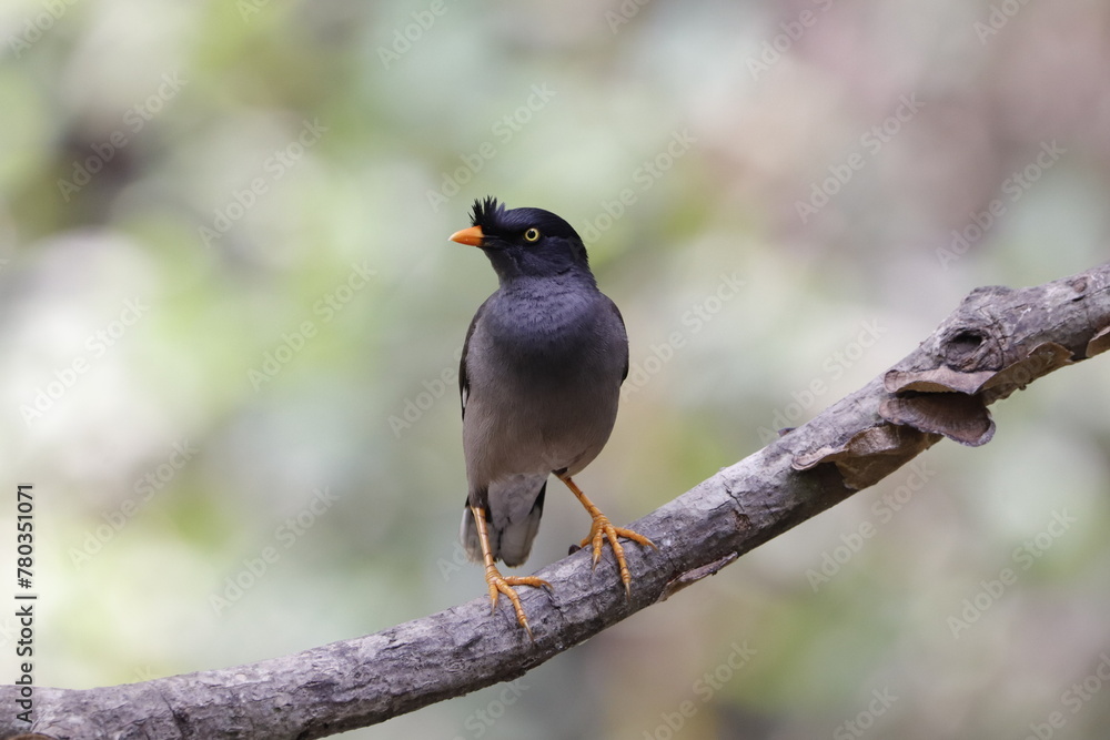 Jungle Myna Birds sitting on a Tree Jungle Myna Birds sitting on a Tree