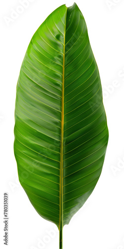 Tropical leaves isolated on white background. Beautiful tropical exotic foliage