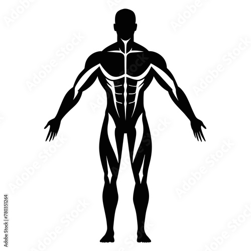 Human Muscles Isolated on White Background High-Quality Images for Anatomy Reference