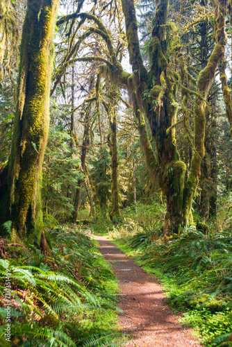 The Trail Around the Moss Covered Quinault Rainforest in Olympic National Park, Spring Time, Washington State