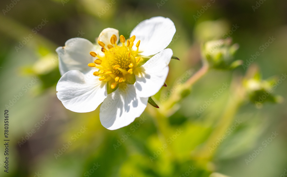 Strawberry flowers in the vegetable garden in spring Strawberry flowers in the vegetable garden in spring