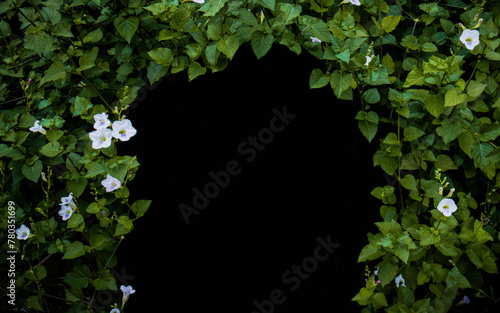 Flowers and plants tunnel, Blank space for copy, isolated black background