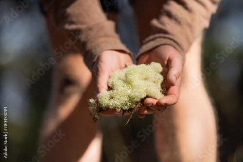 lignin and moss growing on a tree in the forest in the australian bush. university student researching fungus and fungal decomposition in the bush photo