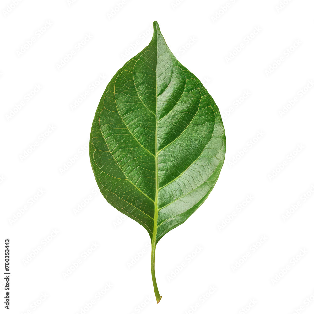 Fototapeta premium A close-up of a leaf on a Transparent Background