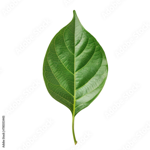 A close-up of a leaf on a Transparent Background