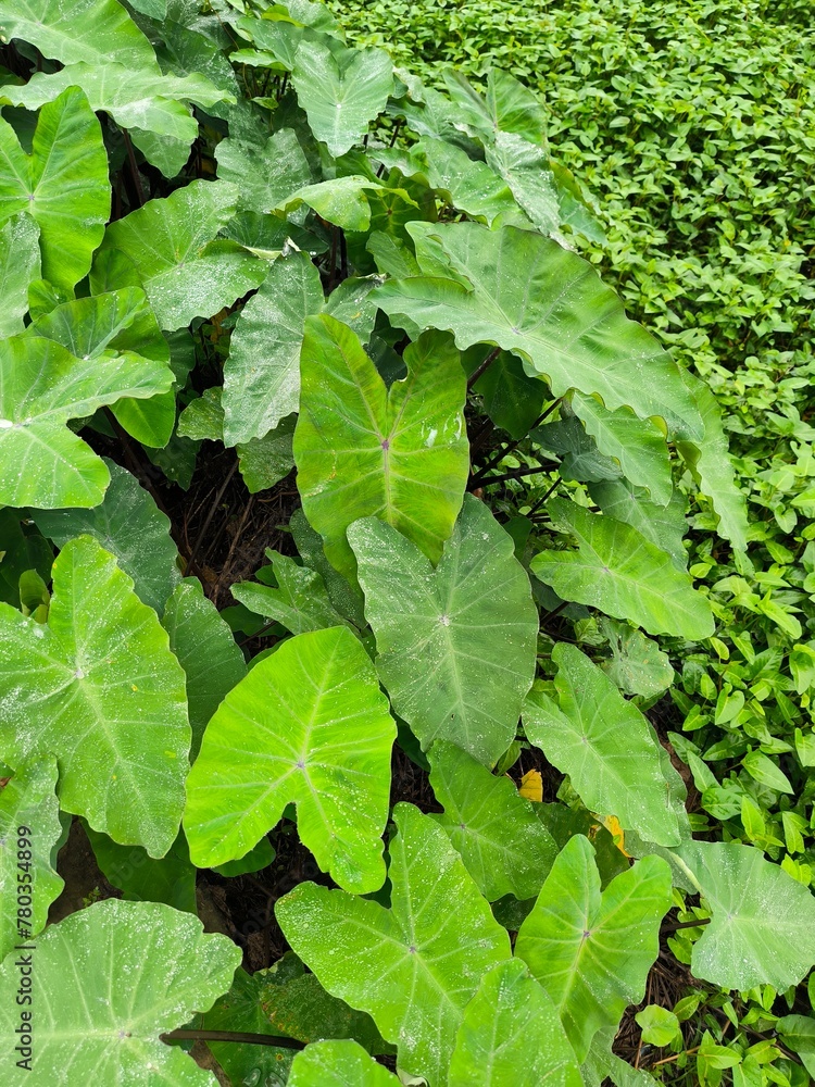 Taro leaves growing on the side of pond
Taro leaves growing on the side of pond