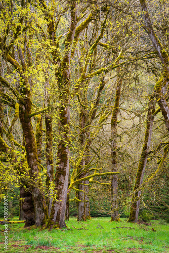 Forest View Along the Madison Falls Trail in Olympic National Park  Washington State