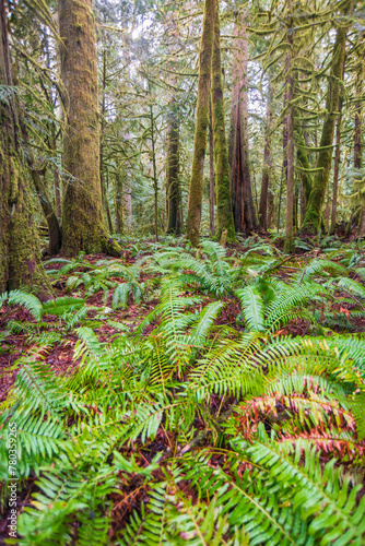 The Marymere Falls Trail in Olympic National Park photo