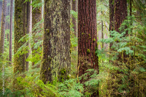 Фотография Sol Duc Falls trail in Olympic National Park