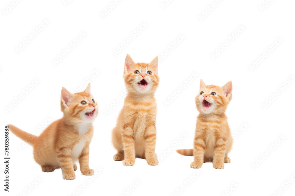 Orange cats show a playful, cheerful mood, conveying cuteness. ,Isolated on a transparent background.