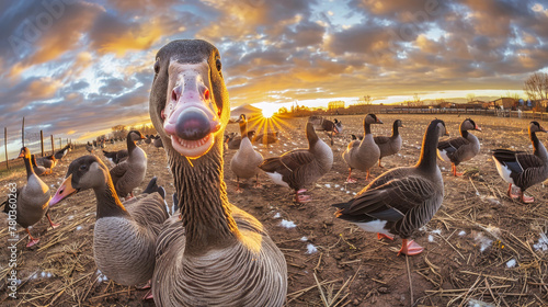 A group of ducks are standing on top of a dry grass field photo