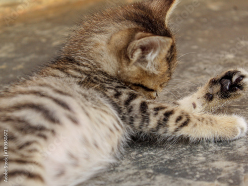 kitten sleeping