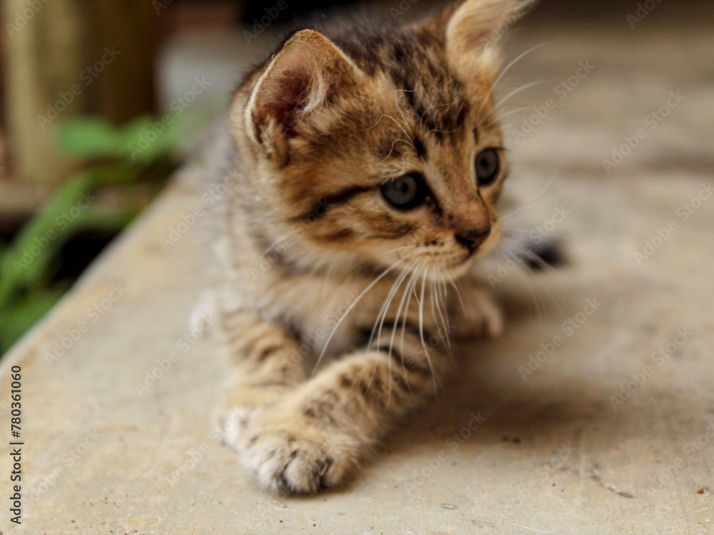 close up portrait of a kitten