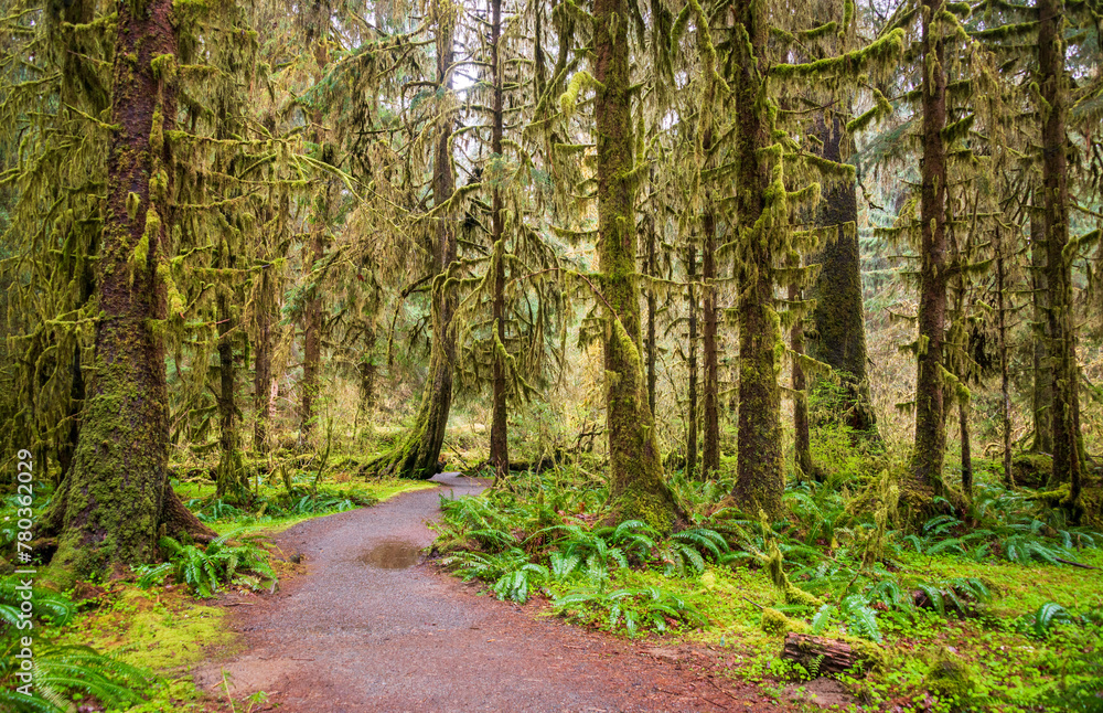 Hoh Rainforest Loop Trail in Olympic National Park at Olympic National Park, Washington State