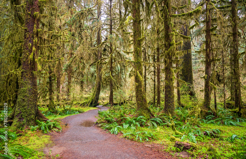 Hoh Rainforest Loop Trail in Olympic National Park at Olympic National Park  Washington State