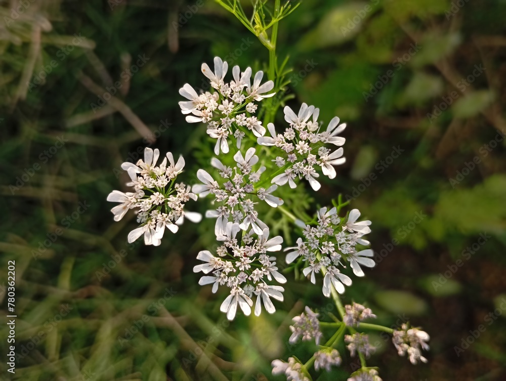 coriander or cilantro flower coriander or cilantro flower