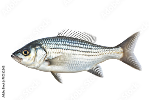 Black and White Fish Swimming on a White Background. On a White or Clear Surface PNG Transparent Background.