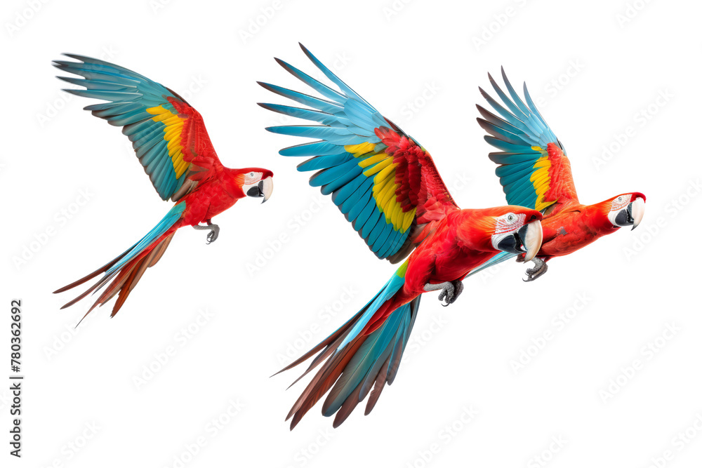 colorful parrot Playful demeanor Isolated on white background.