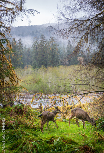 Two Young Doe Deer at Hoh Rainforest in Olympic National Park