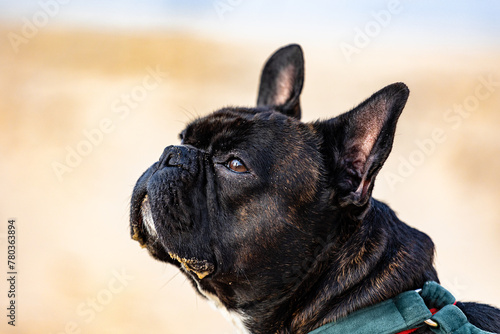 french bulldog portrait close up