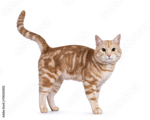 Handsome European Shorthair cat,standing side ways. Looking straight to camera. isolated on a white background.