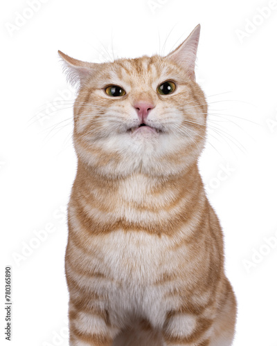 Funny head shot from handsome European Shorthair cat, sitting up facing front. Looking straight to camera making weird face. isolated on a white background.