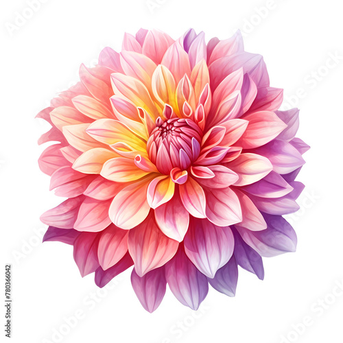 Illustration of a pink and lilac dahlia with a gradient effect on petals