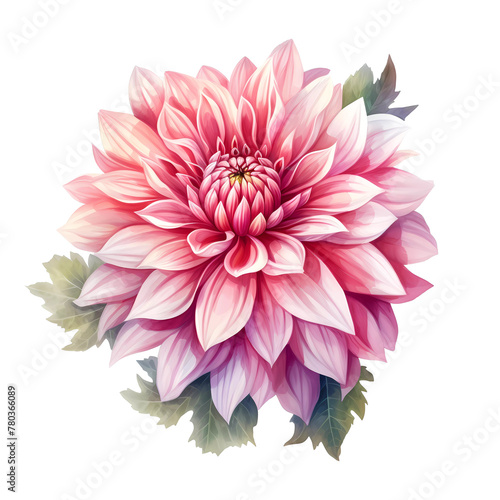 Illustration of a pink dahlia with layered petals and a hint of purple