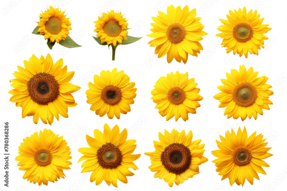 Sunflowers Arranged on White Background. On a White or Clear Surface PNG Transparent Background. Sunflowers Arranged on White Background. On a White or Clear Surface PNG Transparent Background.