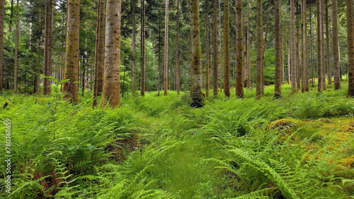 Beautiful green fern plants in magic forest landscape. © robsonphoto