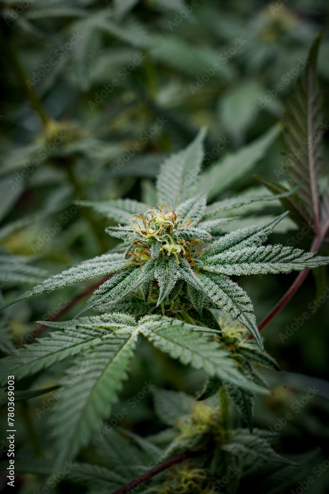 Medical marijuana or Cannabis cultivation leaves. making medicine and herb product.Alternative medicine concepts. Medical marijuana or Cannabis cultivation leaves. making medicine and herb product.Alternative medicine concepts.