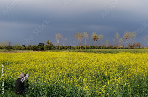 Mustard flower field is full blooming, yellow mustard field landscape industry of agriculture, Pakistan